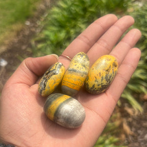 Bumblebee Jasper