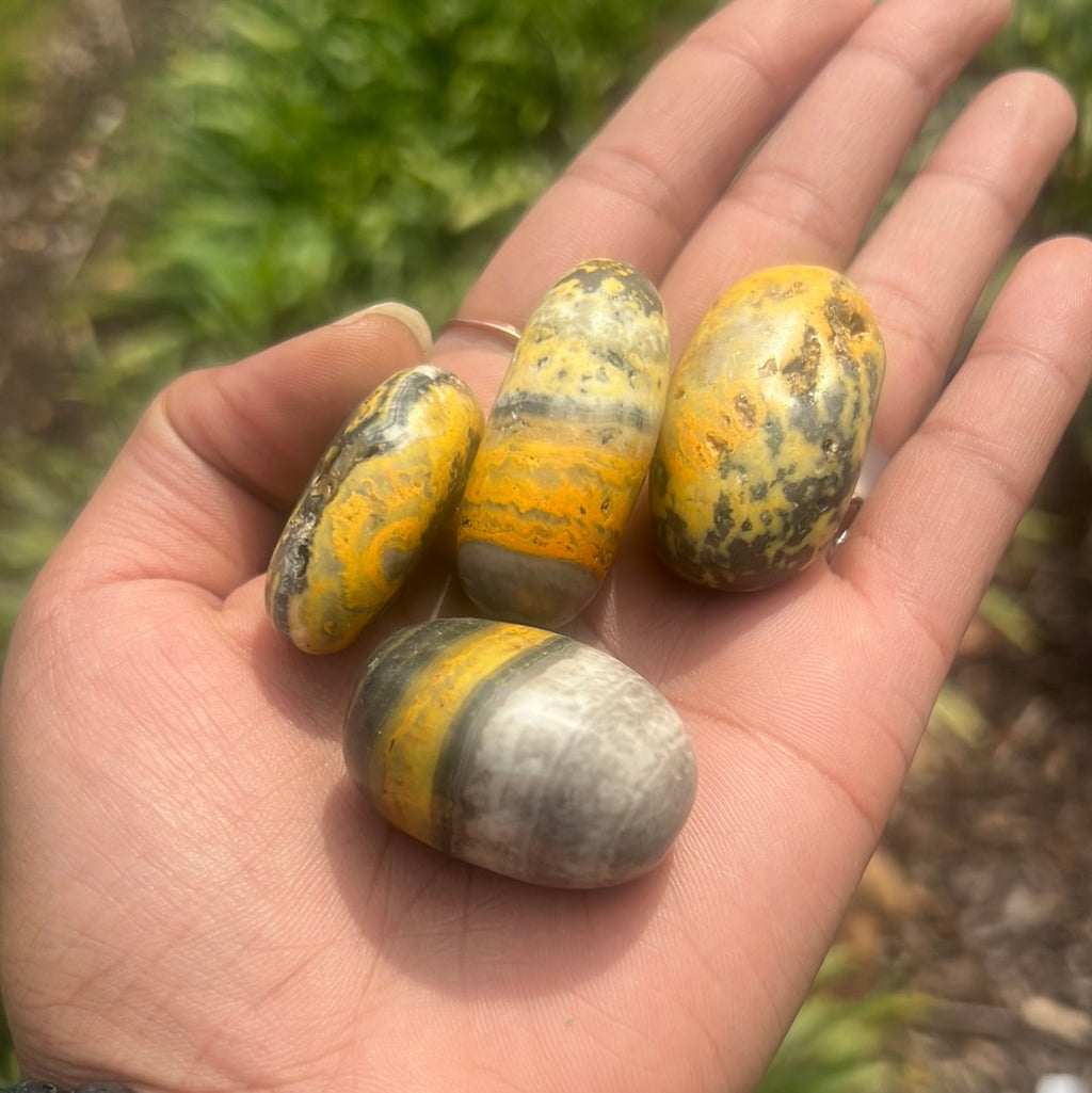 Bumblebee Jasper